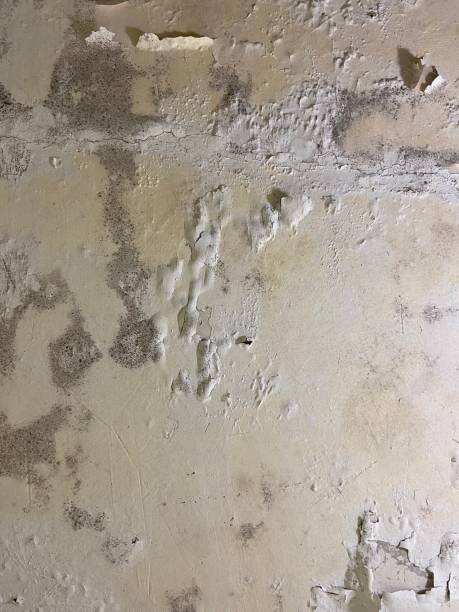 Trusted Granby, MO Mold Removal Experts